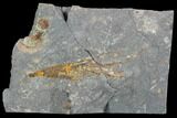 Ordovician Crinoid Fossil - Kaid Rami, Morocco #102833-1